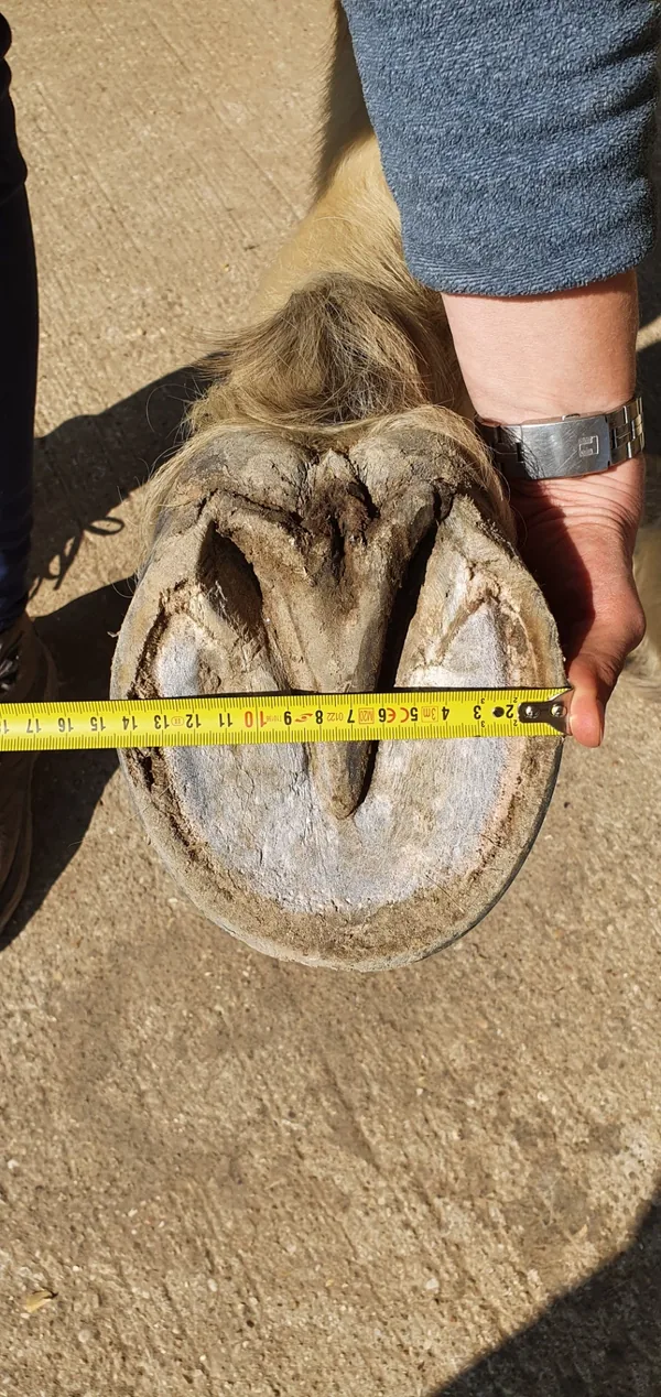 Exemple de mesure de la largeur du pied avec un mètre