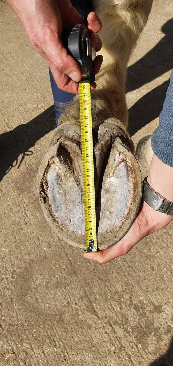 Exemple de mesure de la longueur du pied avec un mètre
