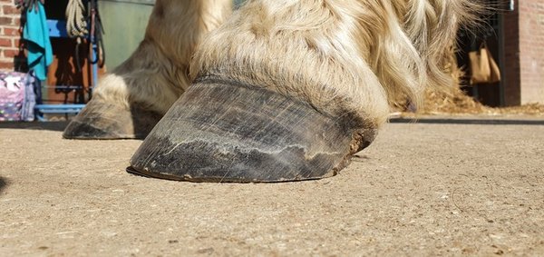 Exemple de photo de profil du pied